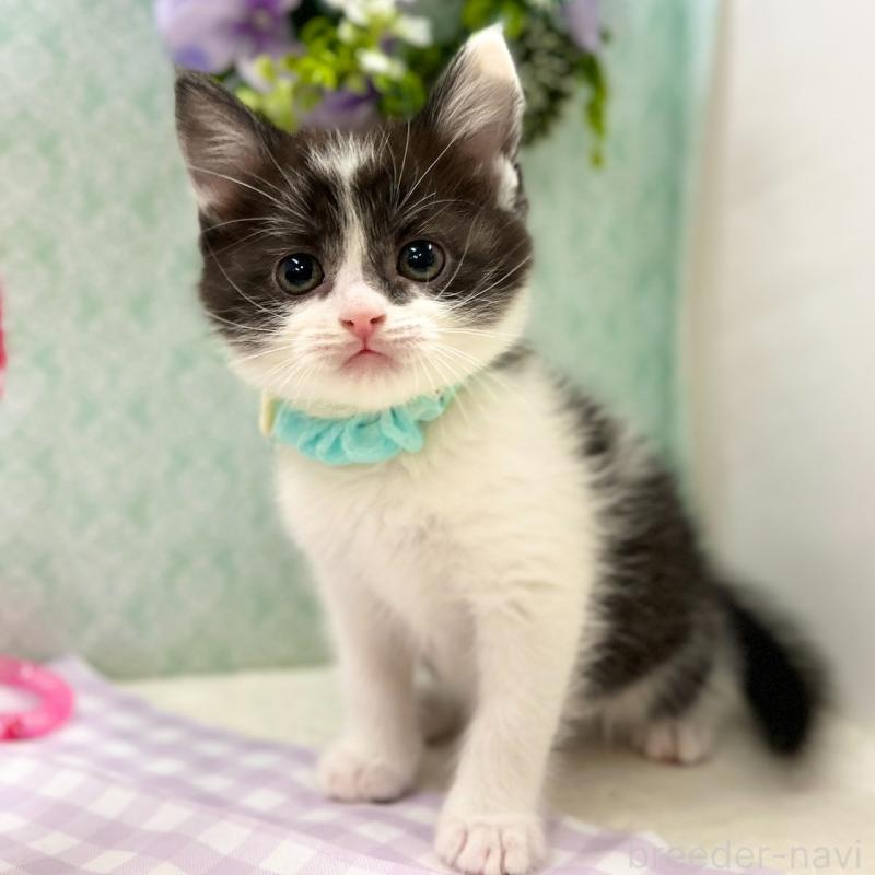 販売中の神奈川県のスコティッシュフォールド-134968の7枚目