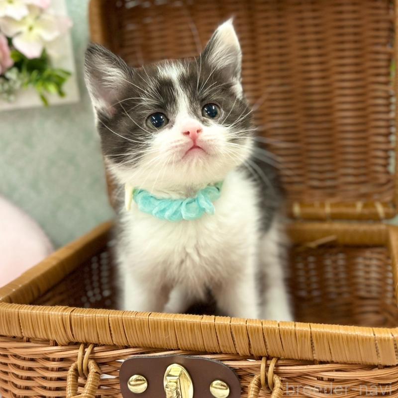 販売中の神奈川県のスコティッシュフォールド-134968の6枚目