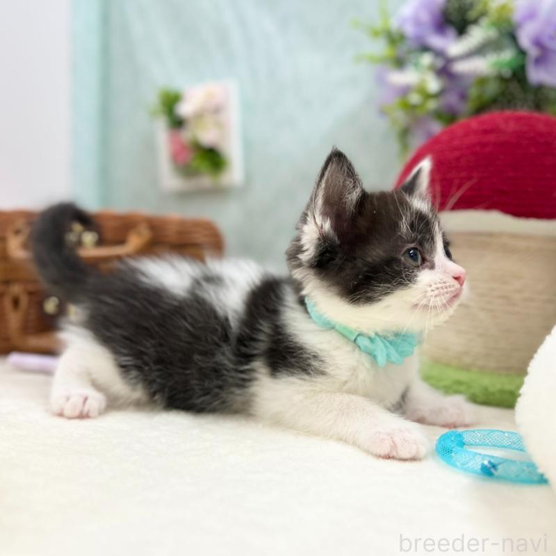 販売中の神奈川県のスコティッシュフォールド-134968の5枚目