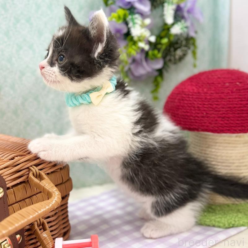 販売中の神奈川県のスコティッシュフォールド-134968の4枚目