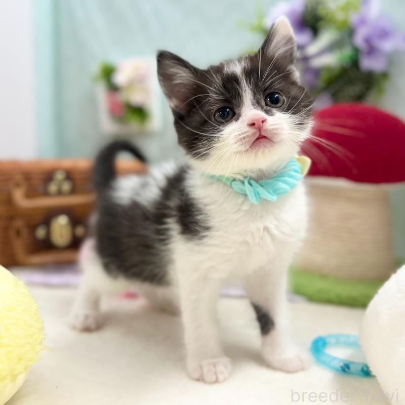 販売中の神奈川県のスコティッシュフォールド-134968の3枚目