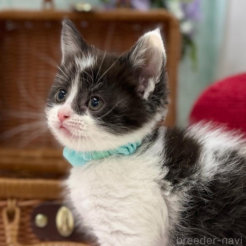 販売中の神奈川県のスコティッシュフォールド-134968の2枚目