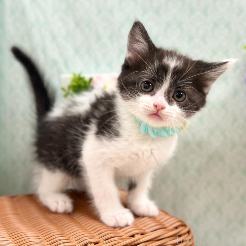 販売中の神奈川県のスコティッシュフォールド-134968