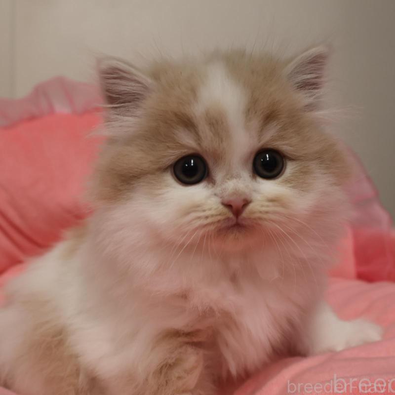 販売中の東京都のスコティッシュフォールド-134969