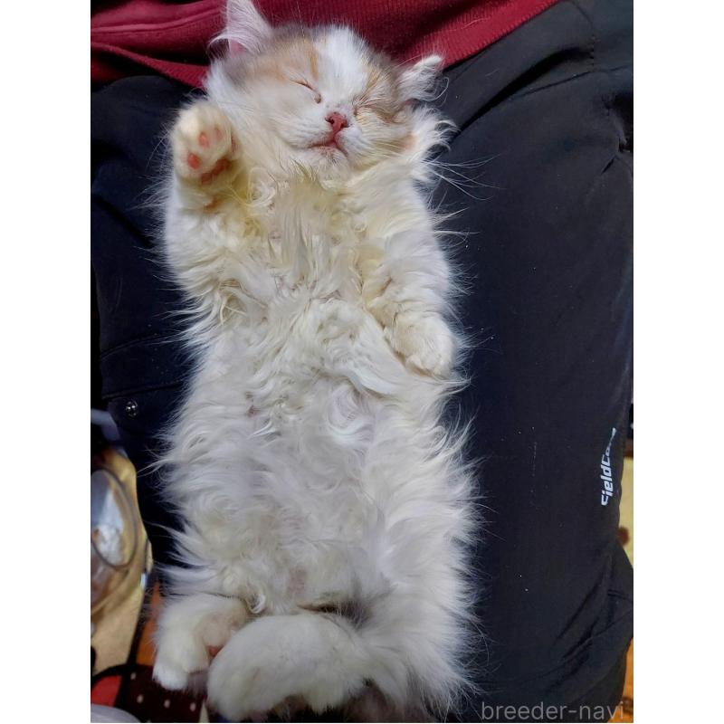 販売中の千葉県のミヌエット-130109の3枚目