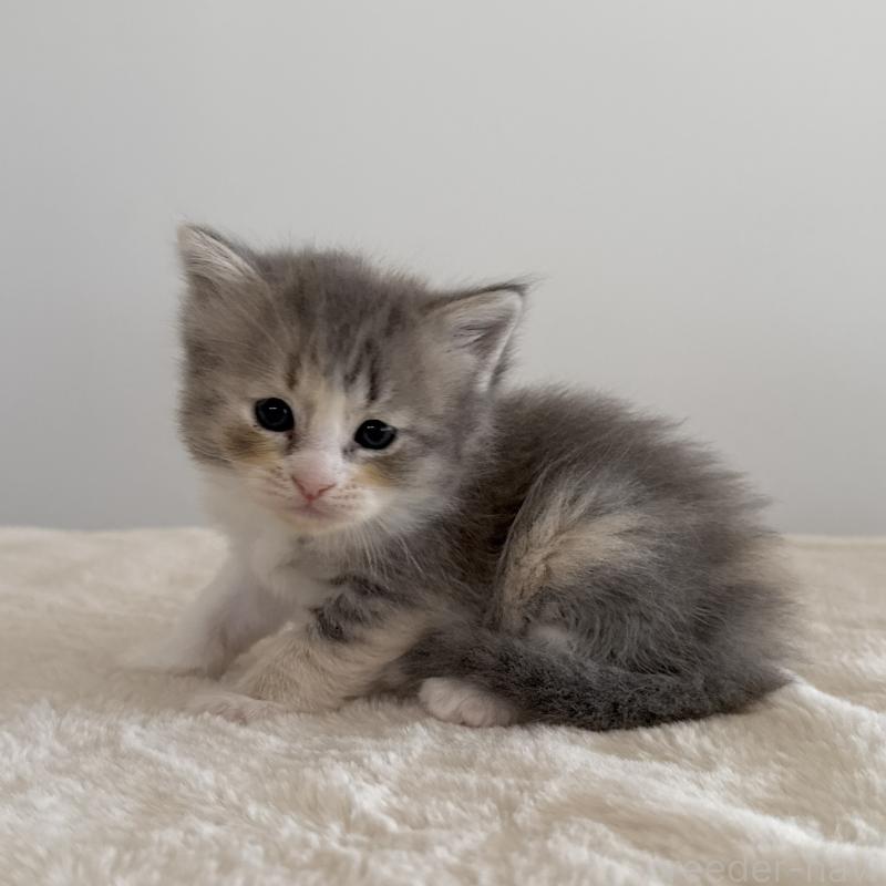 販売中の茨城県のサイベリアン-134970