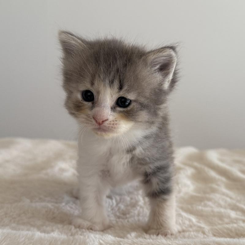 販売中の茨城県のサイベリアン-134970の7枚目