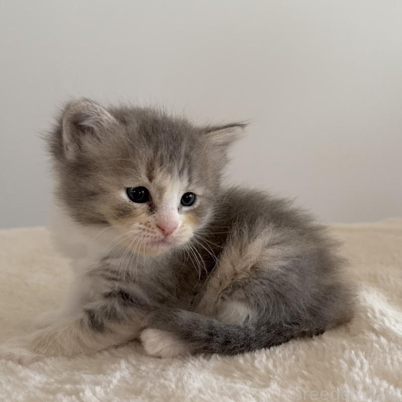 販売中の茨城県のサイベリアン-134970の6枚目