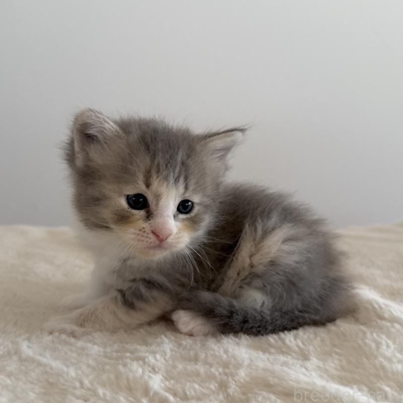 販売中の茨城県のサイベリアン-134970の5枚目