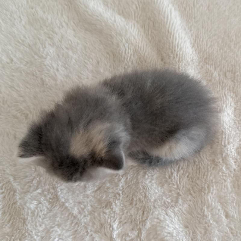 販売中の茨城県のサイベリアン-134970の4枚目