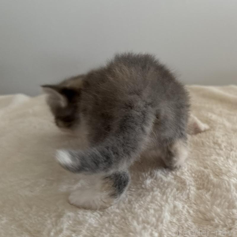 販売中の茨城県のサイベリアン-134970の3枚目