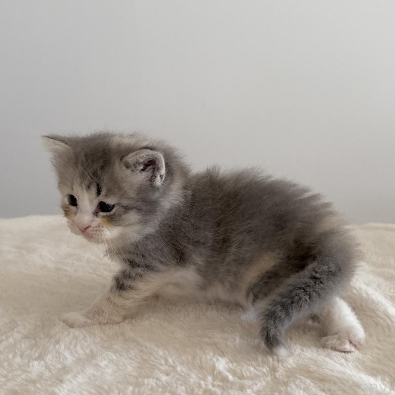 販売中の茨城県のサイベリアン-134970の2枚目