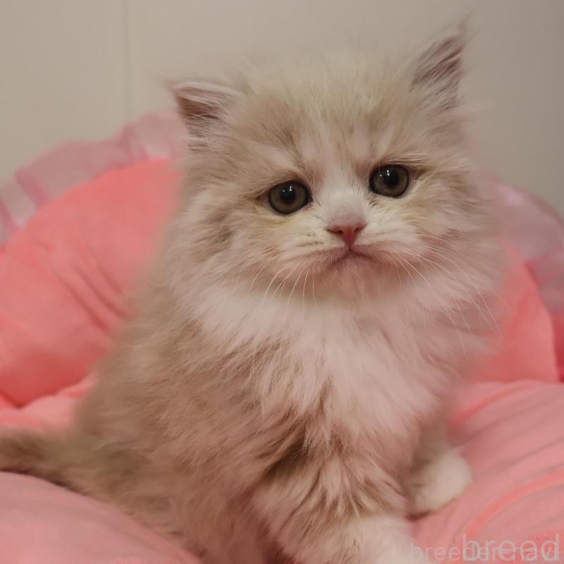 販売中の東京都のスコティッシュフォールド-134971