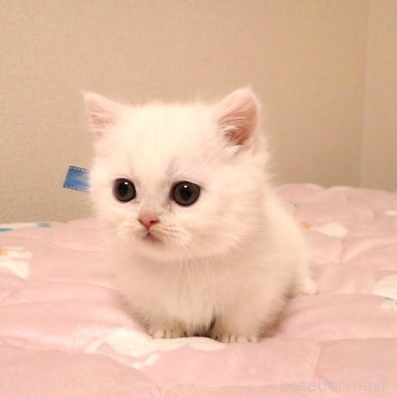 販売中の広島県のミヌエット(短足)-134974の4枚目