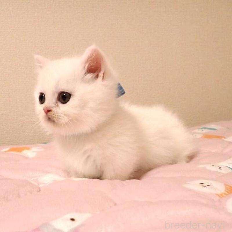 販売中の広島県のミヌエット(短足)-134974の3枚目