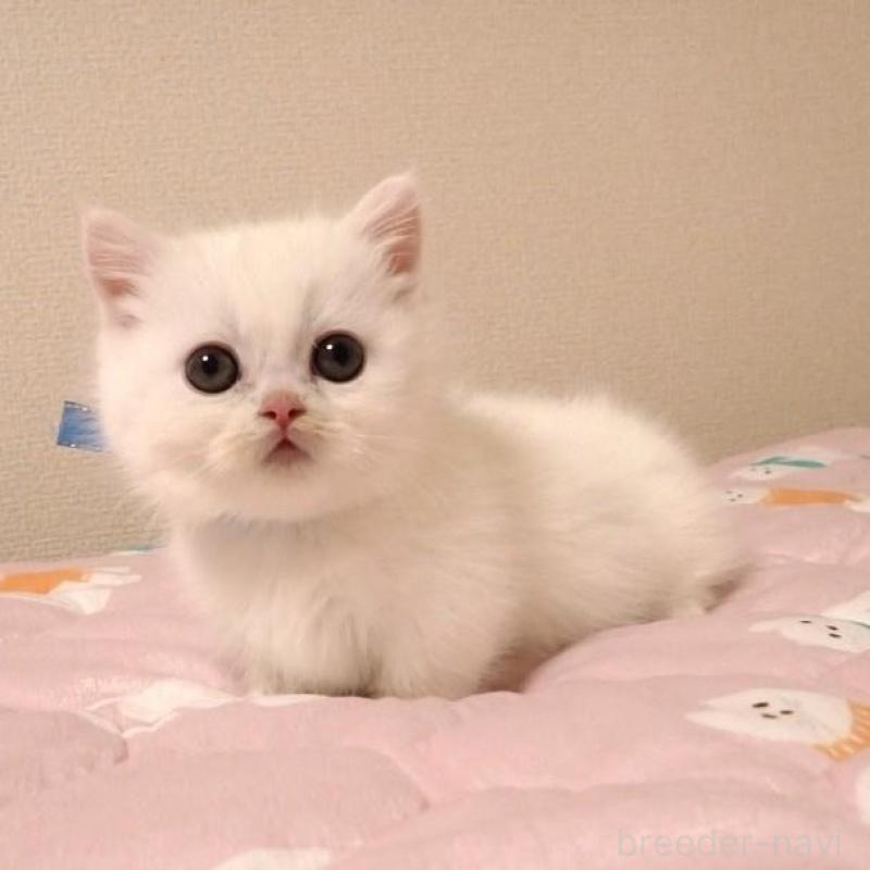 販売中の広島県のミヌエット(短足)-134974の2枚目