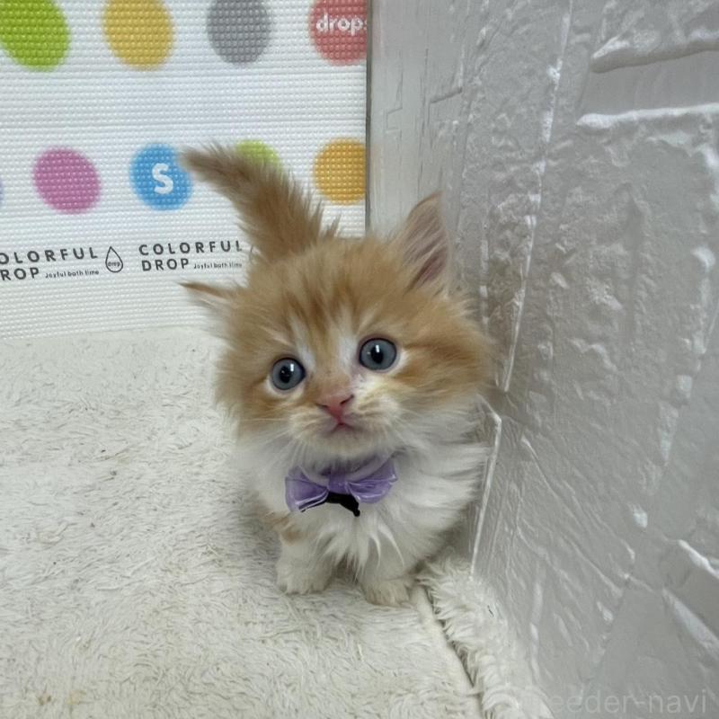 販売中の鳥取県のマンチカン(短足)-134975の11枚目