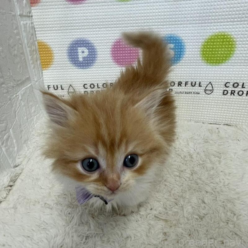 販売中の鳥取県のマンチカン(短足)-134975の10枚目