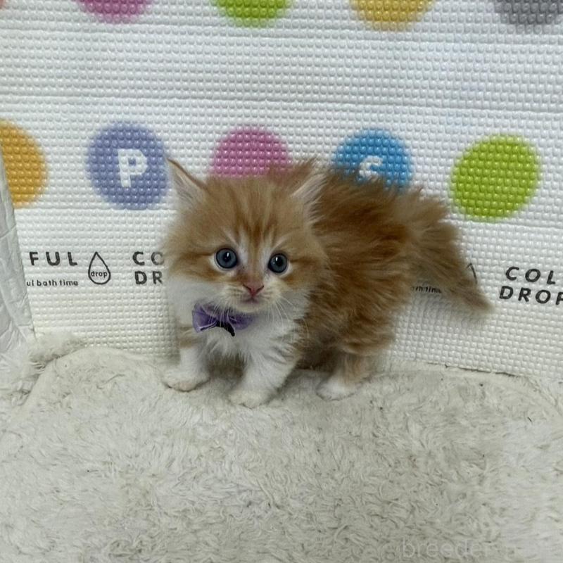 販売中の鳥取県のマンチカン(短足)-134975の9枚目