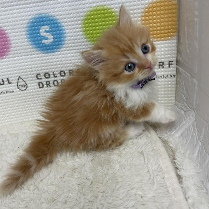 販売中の鳥取県のマンチカン(短足)-134975の8枚目