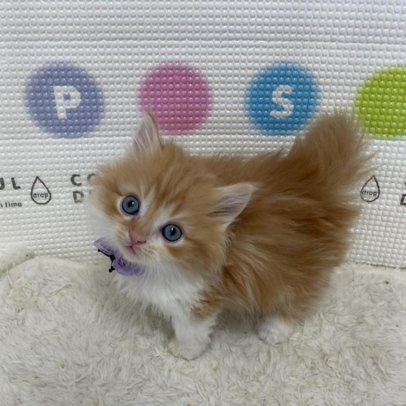 販売中の鳥取県のマンチカン(短足)-134975の7枚目