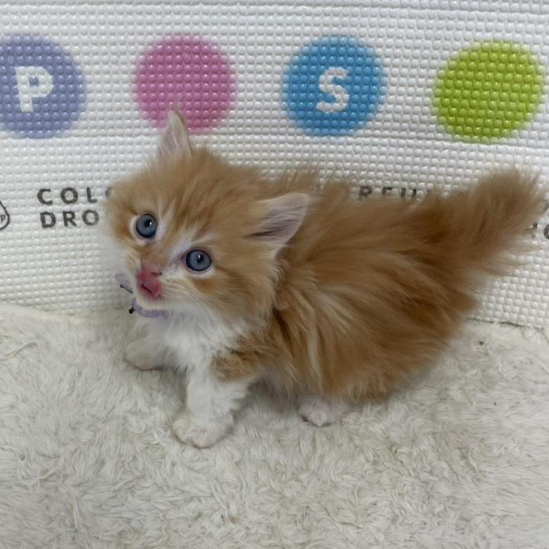 販売中の鳥取県のマンチカン(短足)-134975の6枚目