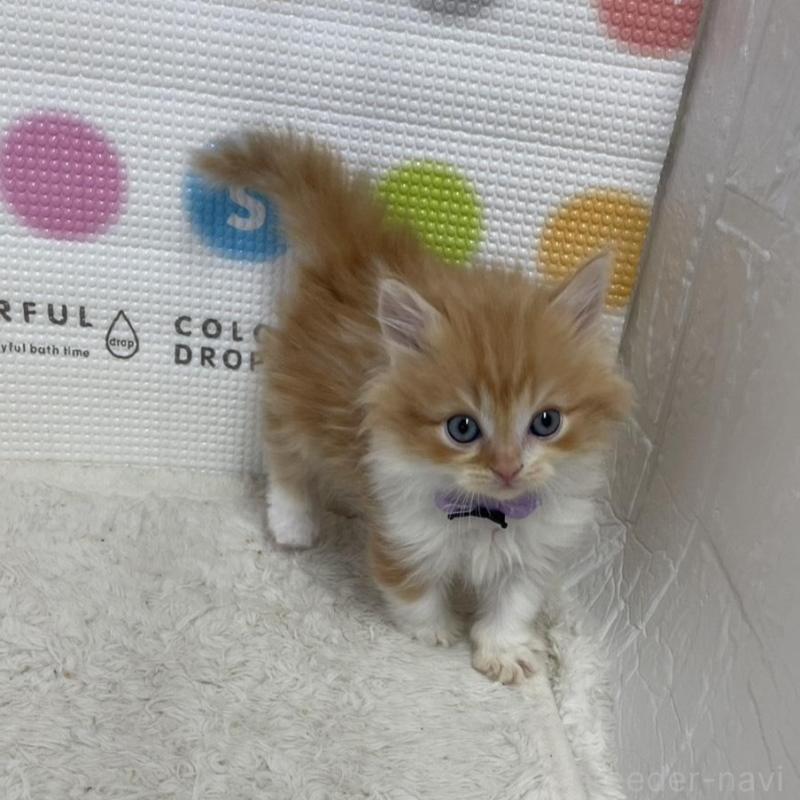 販売中の鳥取県のマンチカン(短足)-134975の5枚目