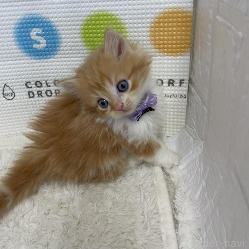 販売中の鳥取県のマンチカン(短足)-134975の4枚目