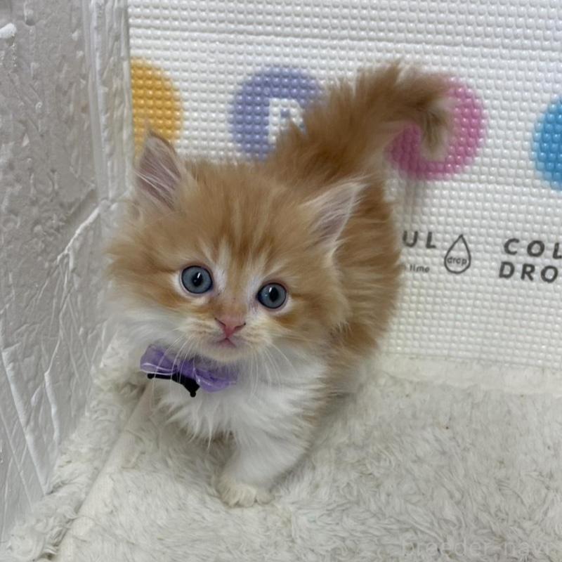 販売中の鳥取県のマンチカン(短足)-134975の3枚目