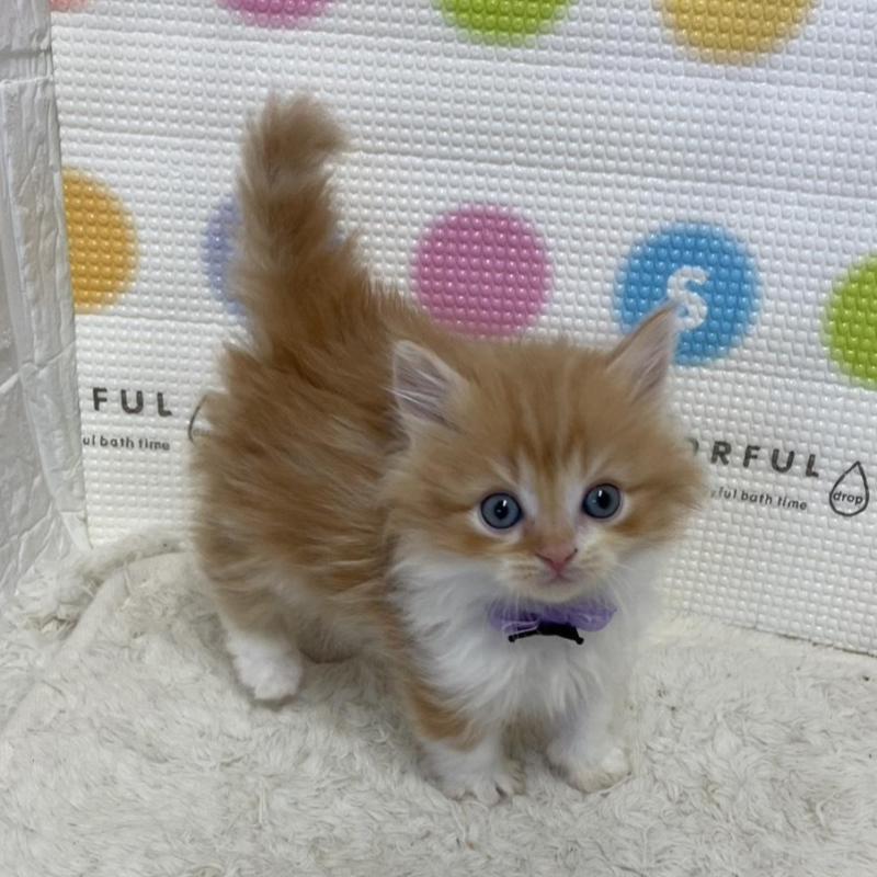 販売中の鳥取県のマンチカン(短足)-134975の1枚目