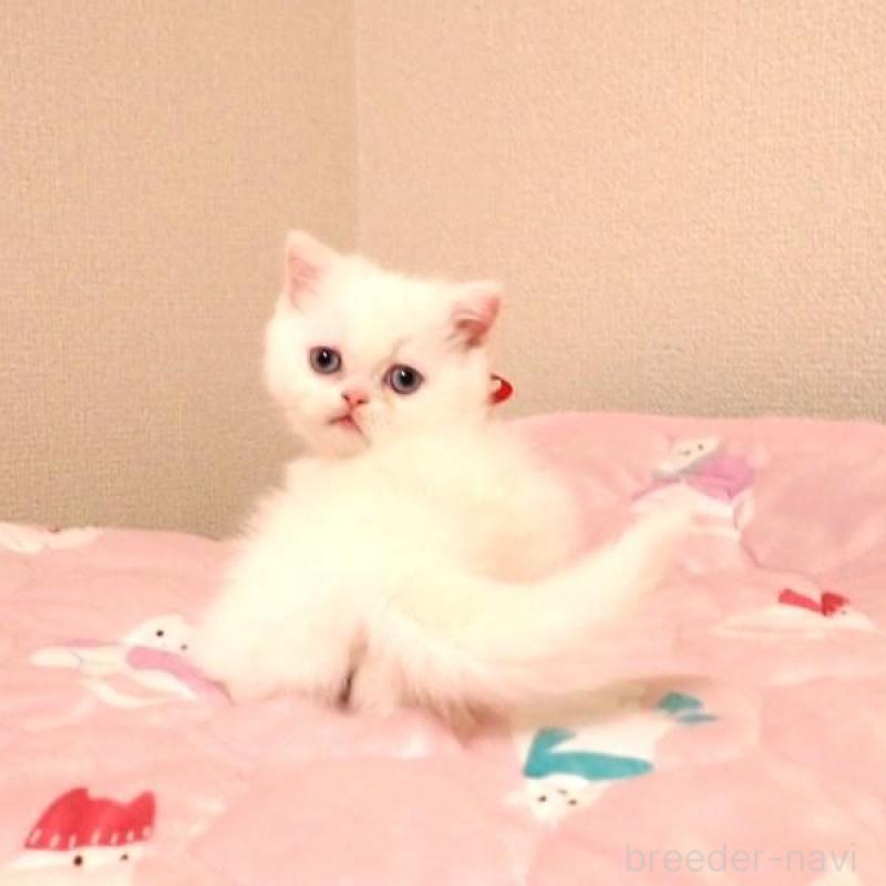 販売中の広島県のミヌエット(短足)-134976の6枚目