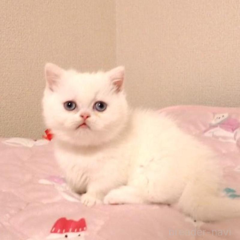 販売中の広島県のミヌエット(短足)-134976の1枚目