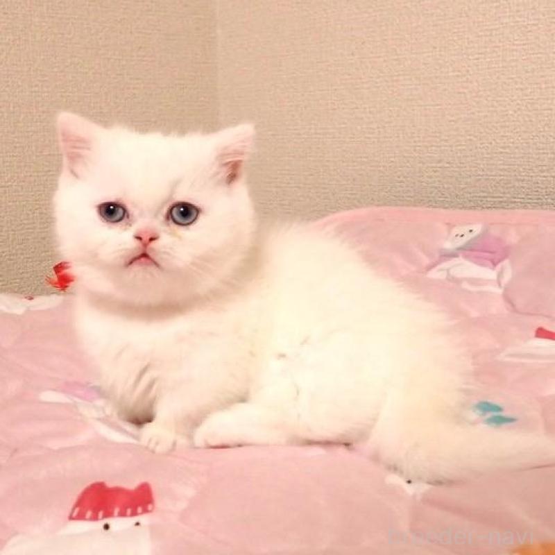 販売中の広島県のミヌエット(短足)-134976の5枚目