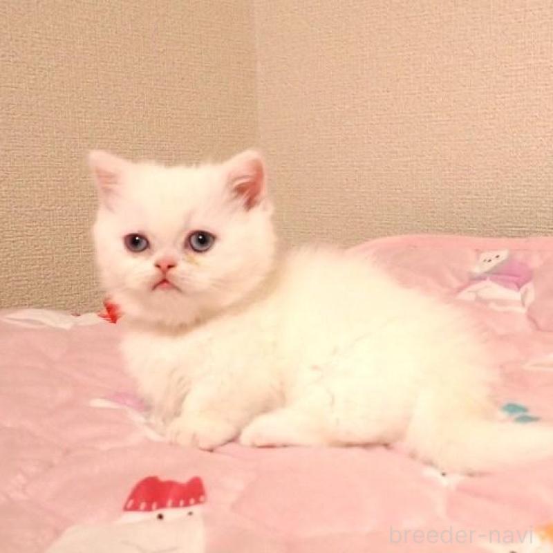 販売中の広島県のミヌエット(短足)-134976の4枚目