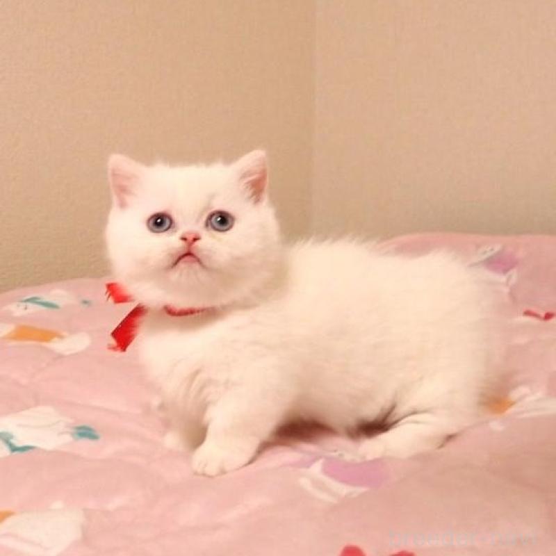 販売中の広島県のミヌエット(短足)-134976の3枚目