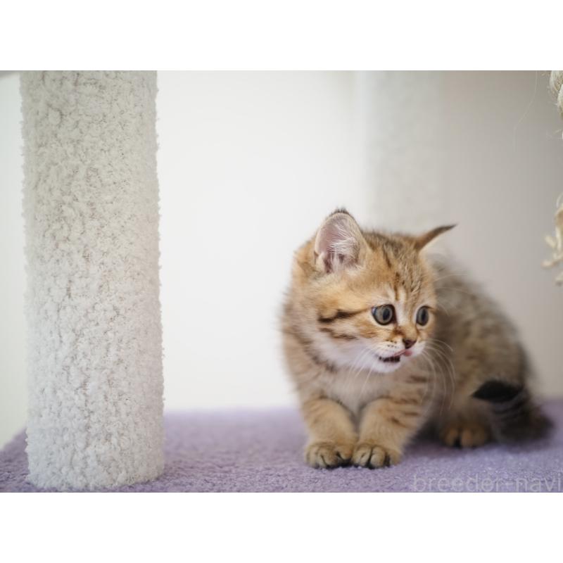 成約済の埼玉県のブリティッシュショートヘア-133668の34枚目