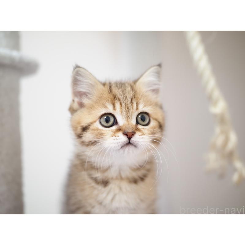 成約済の埼玉県のブリティッシュショートヘア-133668の33枚目