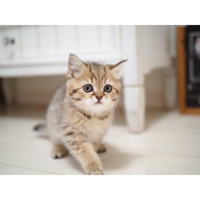 成約済の埼玉県のブリティッシュショートヘア-133668の32枚目