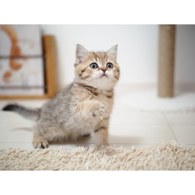 成約済の埼玉県のブリティッシュショートヘア-133668の31枚目