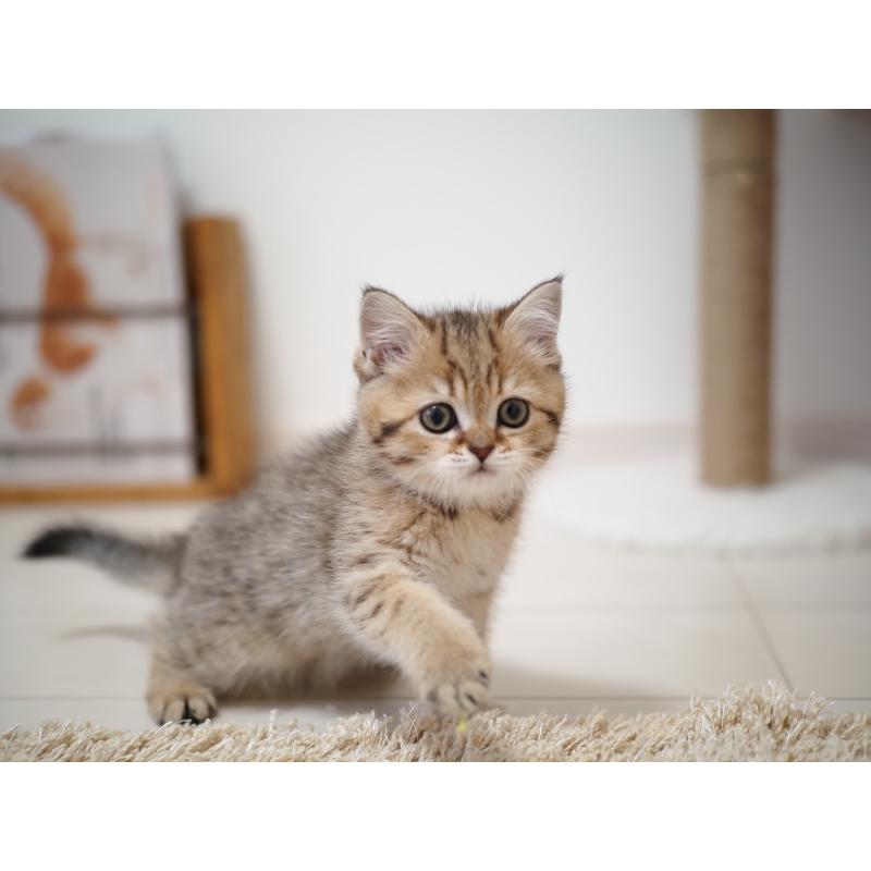 成約済の埼玉県のブリティッシュショートヘア-133668の30枚目