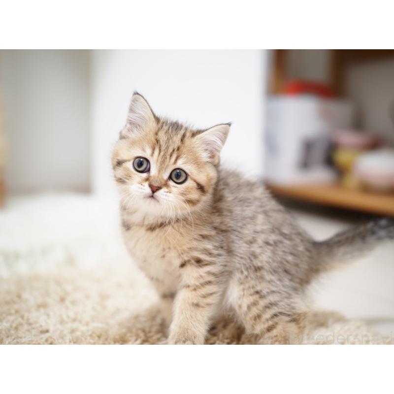 成約済の埼玉県のブリティッシュショートヘア-133668の29枚目