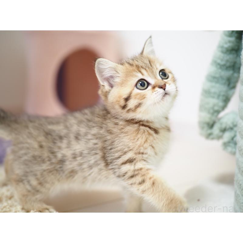 成約済の埼玉県のブリティッシュショートヘア-133668の28枚目