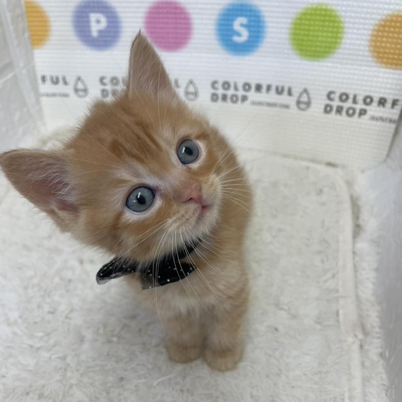 販売中の鳥取県のマンチカン-134977の8枚目