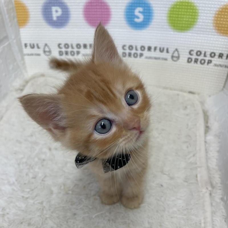 販売中の鳥取県のマンチカン-134977の7枚目