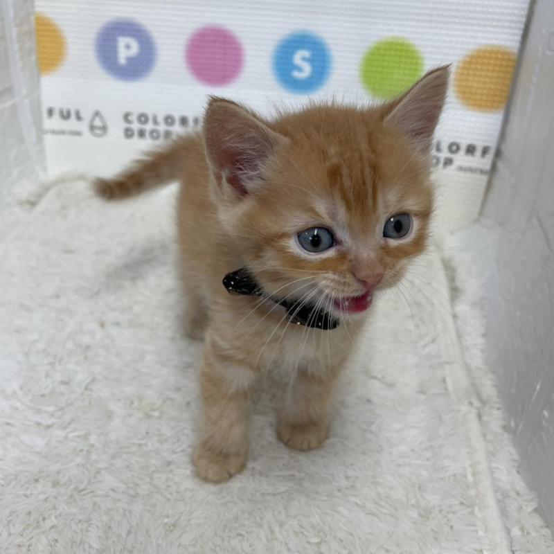 販売中の鳥取県のマンチカン-134977の6枚目