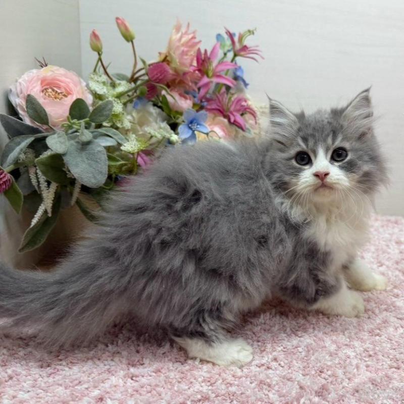 販売中の東京都のラガマフィン-134978の5枚目