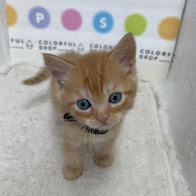 販売中の鳥取県のマンチカン-134977の5枚目