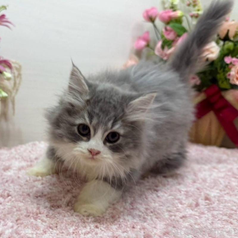 販売中の東京都のラガマフィン-134978の4枚目