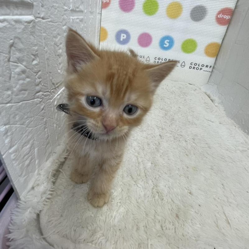 販売中の鳥取県のマンチカン-134977の4枚目