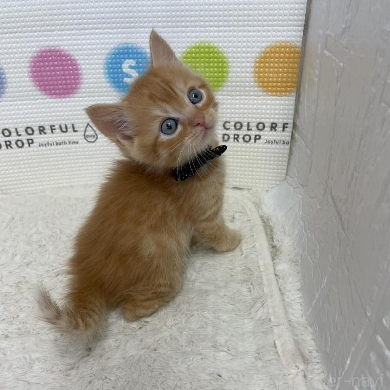 販売中の鳥取県のマンチカン-134977の3枚目